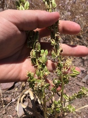 Toxicoscordion paniculatum