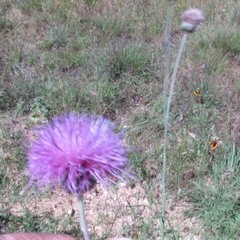 Cirsium texanum