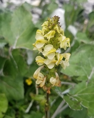 Pedicularis elongata