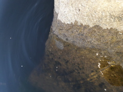 Scophthalmus maeoticus