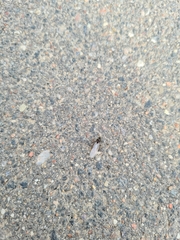 Lasius niger