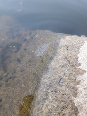 Scophthalmus maeoticus