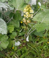 Pedicularis elongata