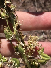 Toxicoscordion paniculatum