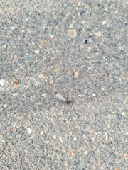 Lasius niger