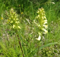 Pedicularis elongata