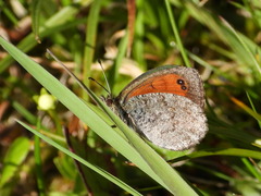 Erebia tyndarus