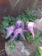 Clematis alpina