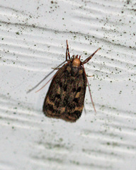 Martyringa latipennis