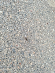Lasius niger