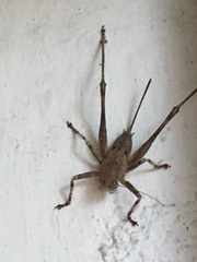 Thyreonotus
