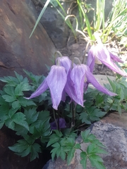 Clematis alpina