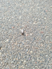 Lasius niger