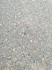 Lasius niger