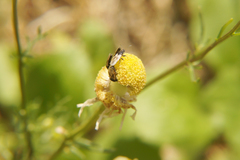 Metopoplax ditomoides