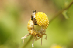 Metopoplax ditomoides