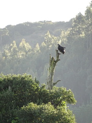 Coragyps atratus foetens