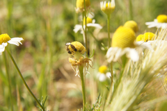 Metopoplax ditomoides