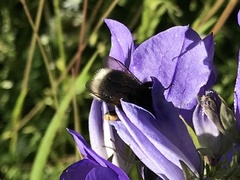 Bombus soroeensis