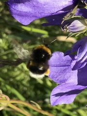 Bombus soroeensis