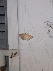 Psammotis pulveralis