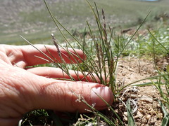 Poa cusickii