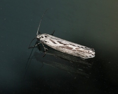 Ethmia semitenebrella