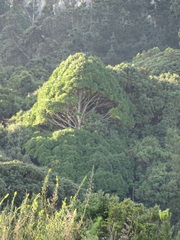 Laurelia sempervirens
