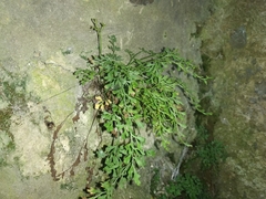 Asplenium ruta-muraria