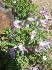 Clematis alpina