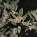 Cercocarpus ledifolius - Photo (c) James Bailey,  זכויות יוצרים חלקיות (CC BY-NC), הועלה על ידי James Bailey