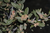 Curlleaf Mountain Mahogany - Photo (c) James Bailey, some rights reserved (CC BY-NC), uploaded by James Bailey