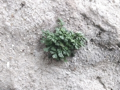 Asplenium ruta-muraria