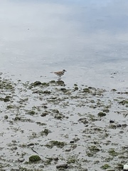 Charadrius vociferus