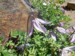 Clematis alpina