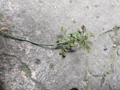 Asplenium ruta-muraria