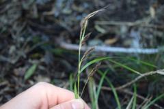 Carex solandri