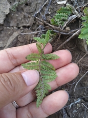 Myriopteris cucullans