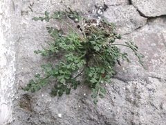 Asplenium ruta-muraria