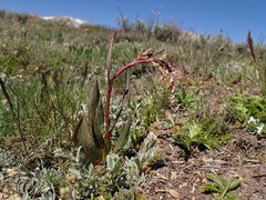 Rumex paucifolius
