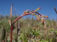 Rumex paucifolius