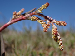 Rumex paucifolius