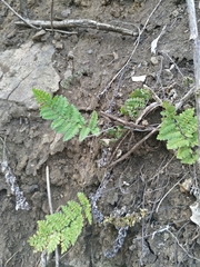 Myriopteris cucullans