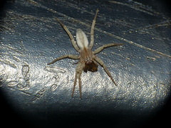 Arachosia praesignis