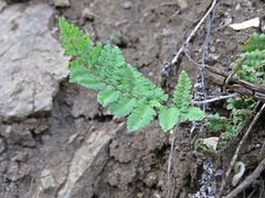 Myriopteris cucullans