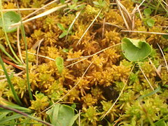 Sphagnum fuscum