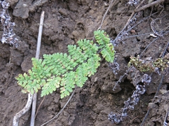 Myriopteris cucullans