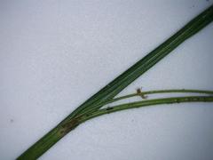Carex solandri