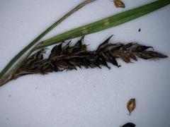 Carex solandri
