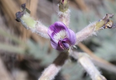 Astragalus leucolobus